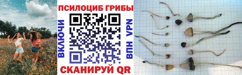 Галлюциногенные грибы Psilocybe  как найти   даркнет формула  Лысьва 